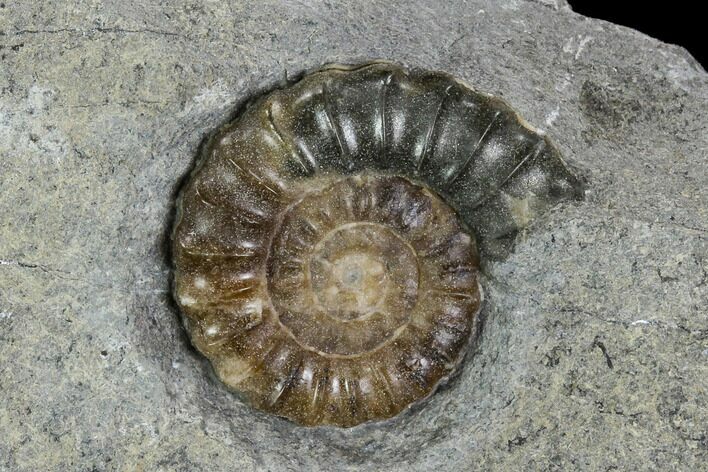 Fossil Ammonite (Promicroceras) - Lyme Regis #110696